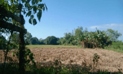 Ricafort Farm Ambonao